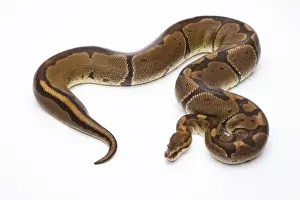 Drucke von Königsschlangen-Python - Python regius -, Super-Venom-Maus , weiblich, Markus Theimer Reptilzucht , Österreich Python Drucke: Königsschlangen - Python regius