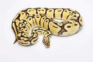 Ball Python Female Drucke: Royal Python -Python regius-, Vanilla Super Pastel