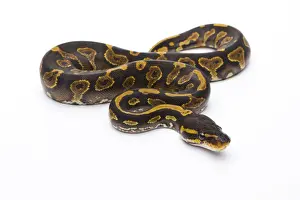 Kugelpython Drucke: Königsschlangenfrosch -Python regius