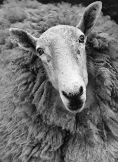 Farm Animals Images Drucke: Ruminant