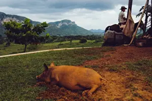 Tropical Climate Photography Drucke: Rustic scene in Vinales valley, in Cuba