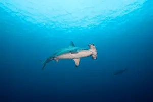 Animal Themes In Photography Drucke: Scalloped Hammerhead