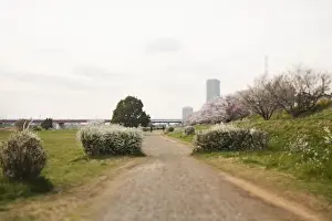 Cherry Blossom Season Images Drucke: Scenery of spring
