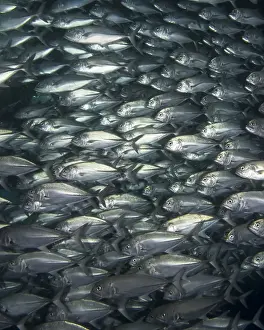 Schule der Fische