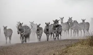 Science Inspired Artwork Drucke: Zebra Migration