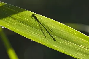 Daytime Exterior Shots Drucke: Shadow of a dragonfly