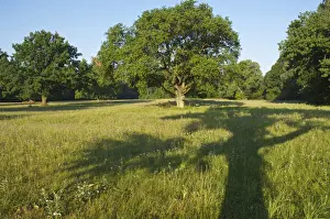 Outdoor Flora Photography Drucke: Shadow of an Oak Tree (Quercus)