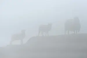 Schafe Drucke: Schafe im Nebel, Färöer Inseln, Dänemark
