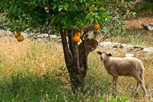 Bilder Datiert 29. Mai 2014: Schafe unter einer Orangenschleife in Soller auf Mallorca im Baskischen Meer Spanien