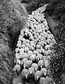 Landscape Photography Art Drucke: Sheep on path, elevated view (B&W)
