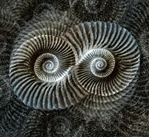 Schalenfossil-Kollage