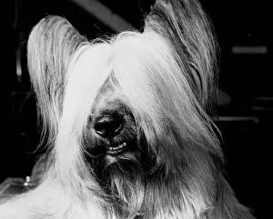 Skyl Terrier