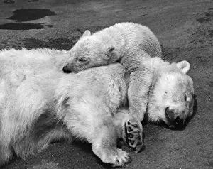 Drucke von Achtster Tag August 1968: Der Eisbärenkub Pipaluk trifft sich mit seiner Mutter für einen Schlaf. (Foto von William Vanderson/FOX Fotos/Getty Bild) Eisbär Drucke: Bären, die schlafen