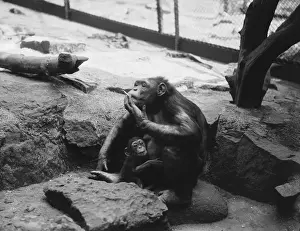 Bilder vom 23. September 2014: Smoking Chimp