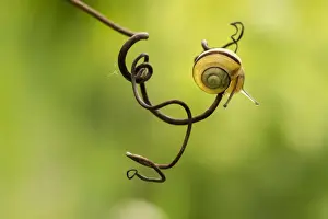 Animal Head Photography Drucke: Snail face