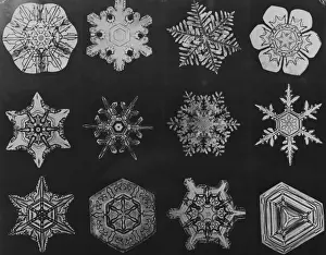 Close Up Snowflakes Drucke: Twelve Snow Crystals