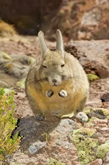 Drucke von Südlicher Vischak oder Bergvischak (Lagidium viscacia) Bolivien, Südamerika Bolivien Drucke: Südlicher Vischak oder Bergvischak (Lagidium viscacia) in Potosí, Bolivien Südamerika