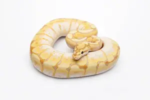 Constrictor Snakes Drucke: Spider CG Ball Python or Royal Python -Python regius-, male