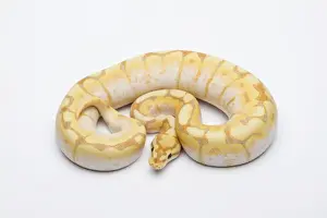 Drucke von Ball python, männlich (CG Spider oder Pythonspezies) Python Drucke: Ball python, männlich (CG-Spider oder Königssnake)