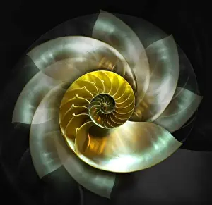 Nautilus Shell Drucke: Spinning Nautilus