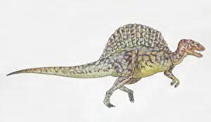 Drucke von Spinosauros, Seitenansicht Bilder Datiert 2006 März: Spinosaurus im Seitenblick