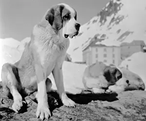 St Bernard Dog Breed Drucke: St Bernards