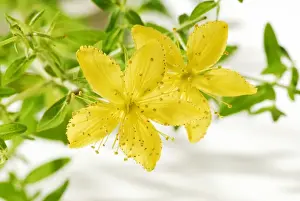 Natural Healing Plants Drucke: St Johns wort (Hypericum perforatum), medicinal plant