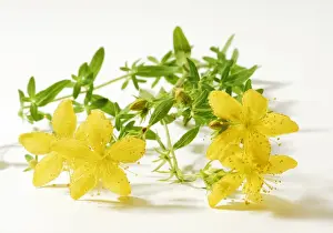 Natural Healing Drucke: St Johns wort (Hypericum perforatum), medicinal plant