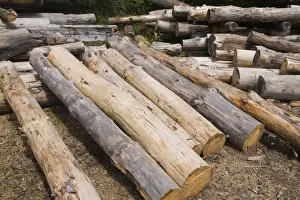 Stapel von Eichenholz aus dem Ostlichen Weißpfefferbaum der Laurentien in Québec Kanada