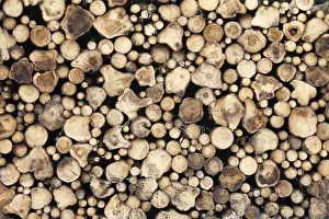 Stacked Firewood Drucke: Stacked firewood