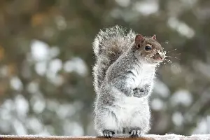 Bilder Datiert 30. Dezember 2015: Stehender Eichhörnchen