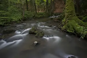 Deciduous Forest Photography Drucke: Stream, Strohner Schweiz, Daun, Vulkaneifel, Rhineland-Palatinate, Germany