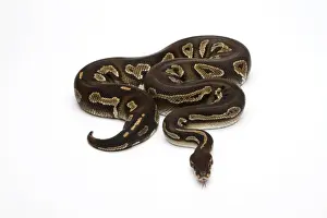 Drucke von Südamerikanischer Schwarzkopf-Nagual-Schlangen oder Königssnake-Python regius- Python Drucke: Schwarzes Kopfball-Python oder Königspython, Pyton regius-