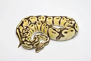 Drucke von Rotes Pfeffermuschelf Vanille-Pastell-Snake oder Königssnake, weiblich Python Drucke: Royal python, weiblich (weibliche) oder Super-Pastell-Vanille-Rotpython (Feminin)
