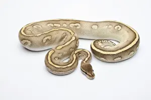 Drucke von Roter Phantomschlangenpython oder König python, männlich Python Drucke: Roter Riesenpython oder Königsschlangen python, männlich