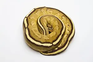 Studio Shot Snakes Drucke: Superstripe Ball Python or Royal Python -Python regius-, male