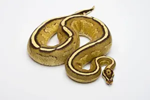 Drucke von Riesenstreifen-Ball-Python oder Königspython, männlich Python Drucke: Royal python, männlich, Superstripe-Ball-Python