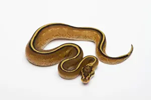 Wildlife Snakes Drucke: Superstripe Ball Python or Royal Python -Python regius-, male