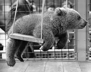 Cute Bear Pictures Drucke: Swinging Bear