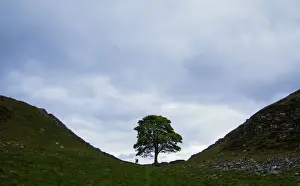 Hadrian's Wall Drucke: Zyganerloch ist ein ikonisches Ort entlang der Hadrianswall in England