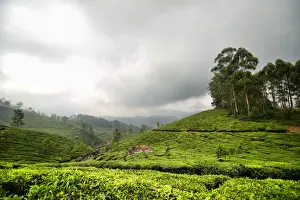 Munnar Tea Garden Drucke: Tea Garden
