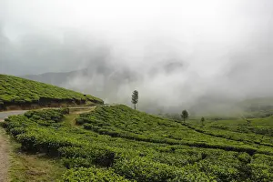 Western Ghats Landscape Drucke: Tea gardens