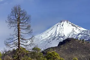 Canary Islands Travel Destinations Drucke: Teide volcano and pine trees
