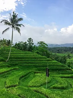 Lush Foliage Photography Drucke: Terraced Rice Fields
