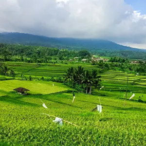 Jatiluwih Landscape Drucke: Terraced Rice Fields