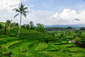 Rice Paddy Field Drucke: Terraced Rice Fields