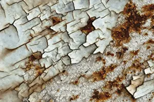 Rusty Metal Texture Drucke: Texture, metal with flaking paint, rust