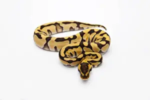 Constrictor Snakes Drucke: Tiger Ball Python or Royal Python -Python regius-, female