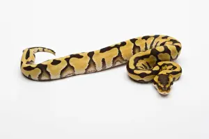Kugelpython Drucke: Tigerball python oder Königssnake, weiblich