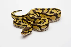 Drucke von Phantom Tiger Ballpython oder Königssalamander, weiblich Python Drucke: Phantom Tiger Ballpython oder Pyton royal, weiblich